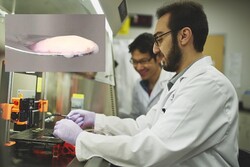 دستاورد محقق ایرانی برای افزایش کیفیت گوشت‌های آزمایشگاهی