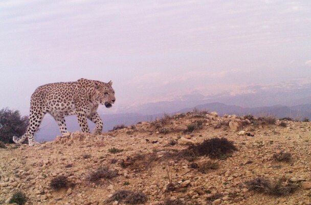 Persian leopard spotted in Esfarayen
