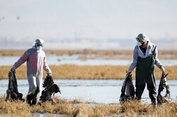 تلفات آنفلوآنزای فوق حاد پرندگان در تالاب میقان به ۶۰۴ بال رسید