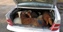 کشف ۱۱۹ راس گوسفند از خودروهای سواری در لارستان