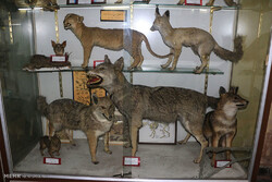 ۱۲۰۰ نفر از موزه تاریخ طبیعی ارومیه بازدید کردند
