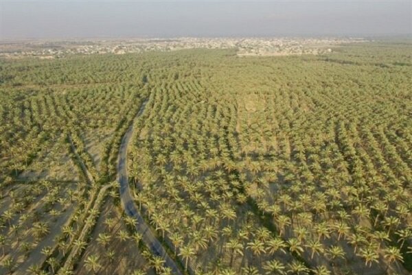 راندمان آبیاری در نخیلات استان بوشهر افزایش می‌یابد