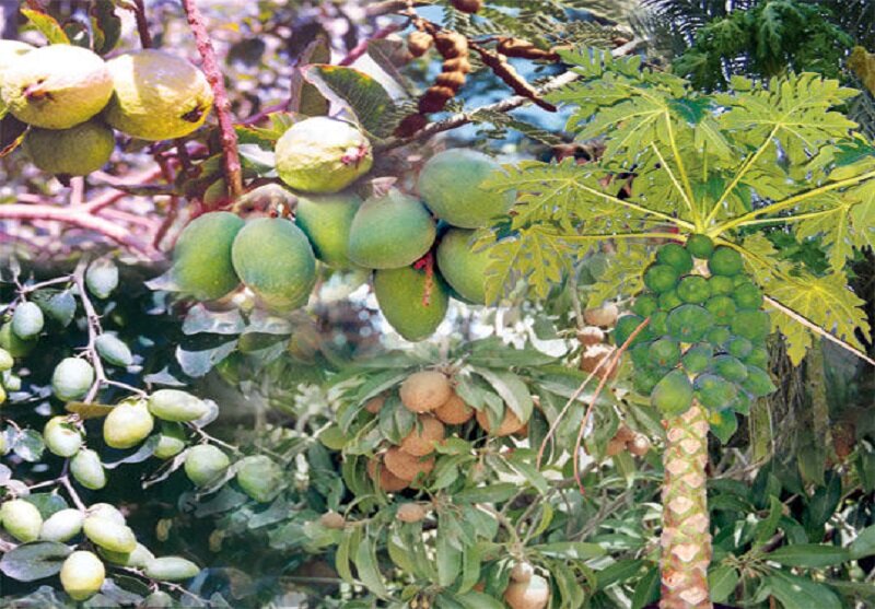 تولید ۵۰ درصد میوه های گرمسیری مورد نیاز کشور در سواحل مکران