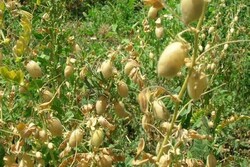 مبارزه بیولوژیک با آفت هلیوتیس در سطح ۷۰۰ هکتار از مزارع نخود خرم‌آباد