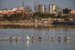 Feeding migrant swans in Sorkhrud