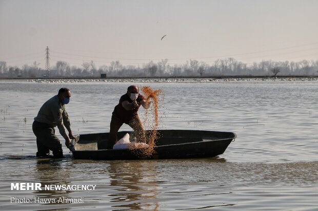 Feeding migrant swans in Sorkhrud