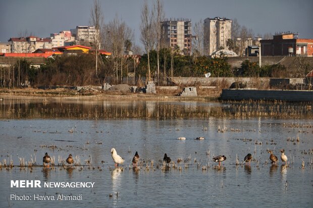 Feeding migrant swans in Sorkhrud