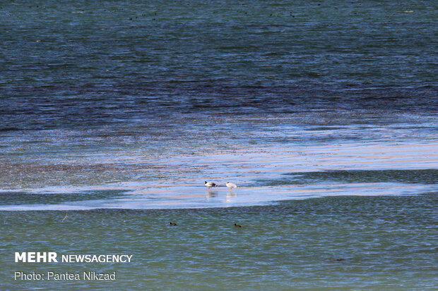 Choghakhor Wetland during winter
