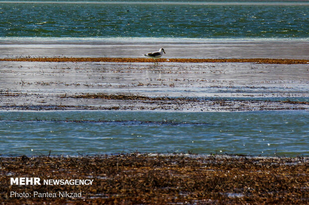 Choghakhor Wetland during winter
