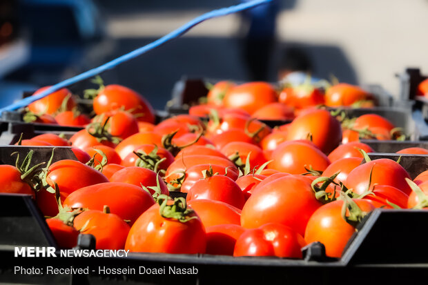 تعرفه صادرات گوجه فرنگی تولیدی در استان بوشهر صفر شد