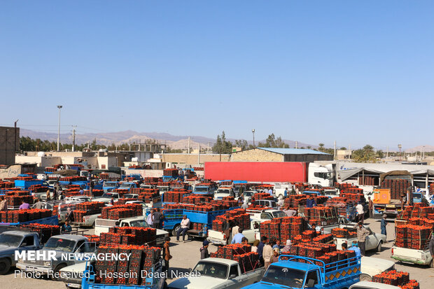 بازار کساد گوجه فرنگی در هشتبندی هرمزگان‎