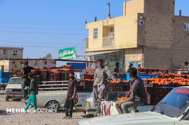 بازار کساد گوجه فرنگی در هشتبندی هرمزگان‎