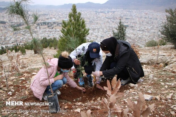 ۱۰۰ هزار اصله نهال در سمنان توزیع می‌شود