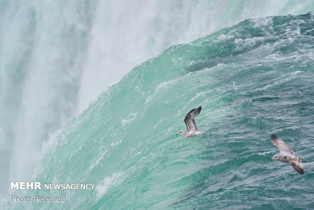 Aşırı soğuktan donan Niagara Şelalesi'nden fotoğraflar