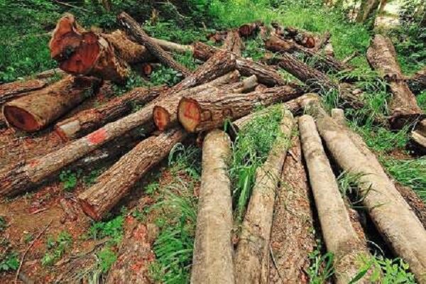 متخلف قطع درختان سوزنی برگ علی آبادکتول دستگیر شد