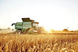 افزایش ۸۸۸ هزار تُنی خرید گندم نسبت به سال گذشته/ خرید تضمینی از مرز ۴ میلیون تن گذشت