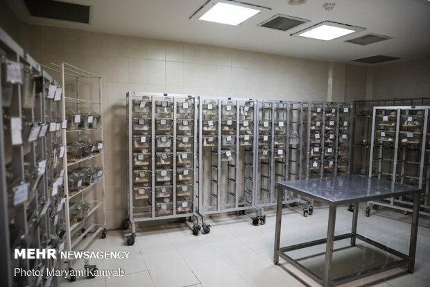 Royan Institute for Animal Biotechnology
