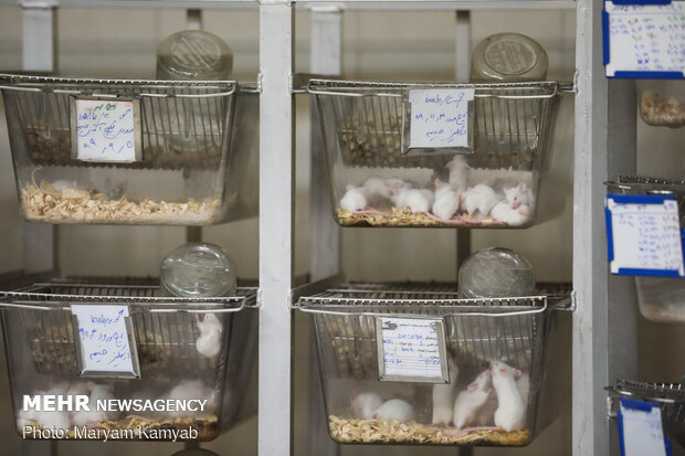 Royan Institute for Animal Biotechnology
