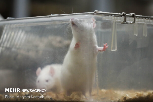 Royan Institute for Animal Biotechnology
