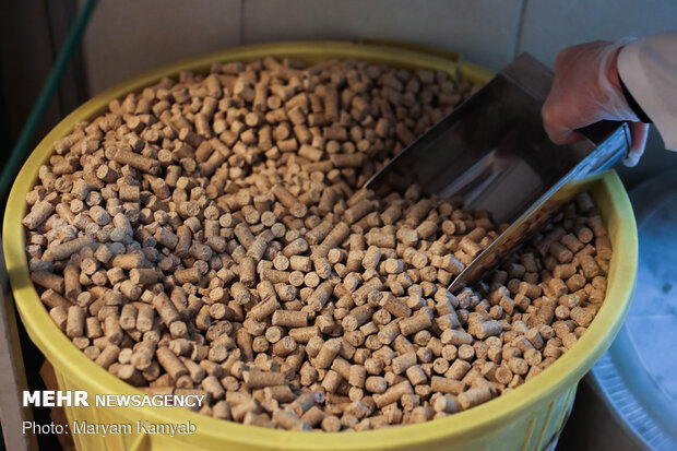 Royan Institute for Animal Biotechnology
