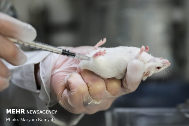 Royan Institute for Animal Biotechnology
