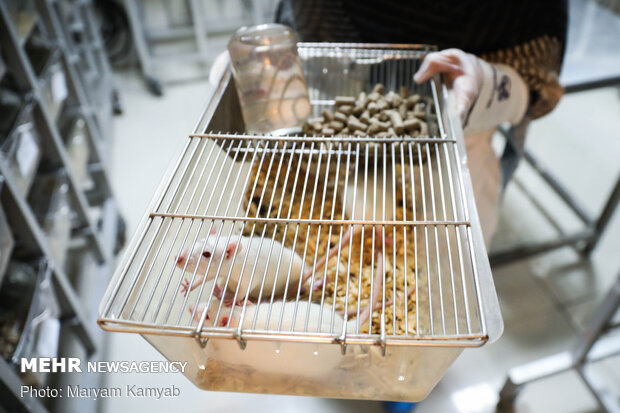 Royan Institute for Animal Biotechnology
