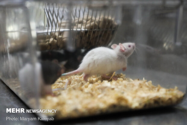 Royan Institute for Animal Biotechnology
