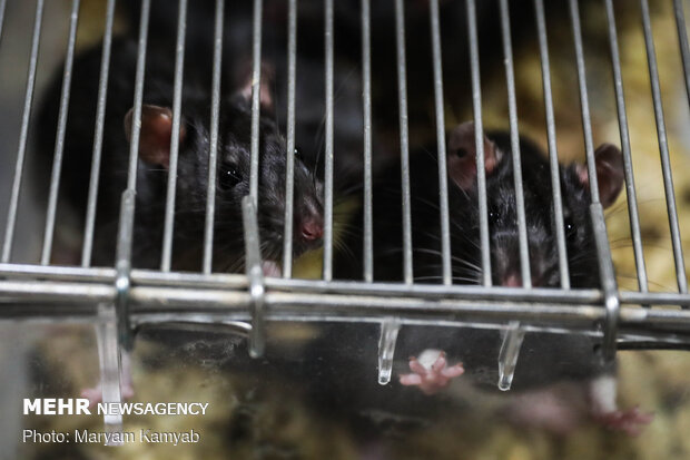 Royan Institute for Animal Biotechnology
