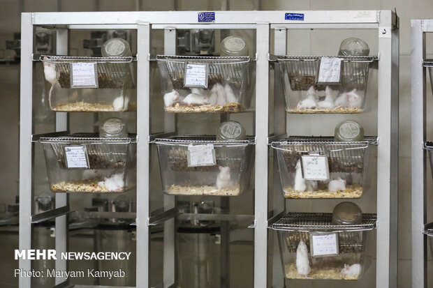 Royan Institute for Animal Biotechnology
