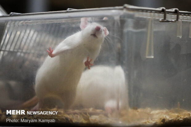 Royan Institute for Animal Biotechnology
