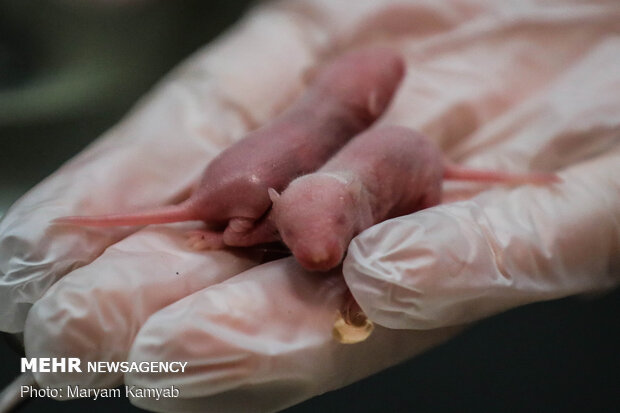 Royan Institute for Animal Biotechnology
