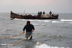 صید ۳۰ هزار تن ماهیان صنعتی در آب های دور