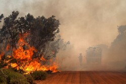 آلودگی ناشی از آتش سوزی جنگلی تهدیدی برای جهان است