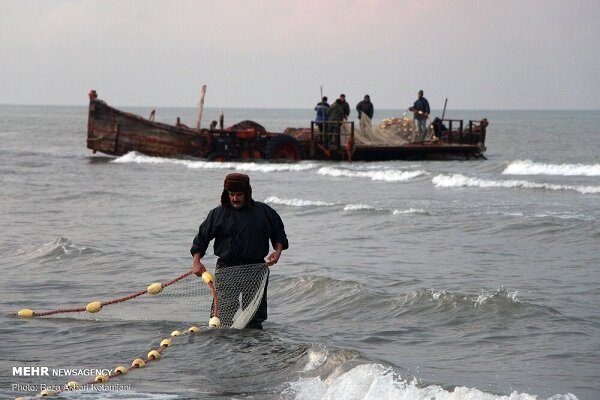 افزایش ۴ درصدی صید ماهیان استخوانی از دریای خزر