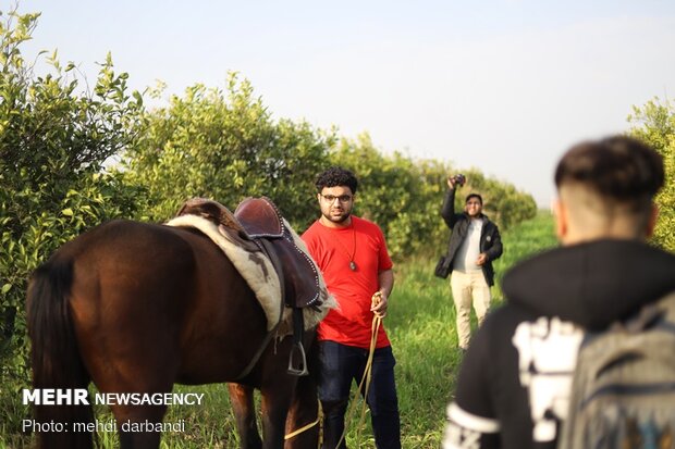 اصطبل اسب شوش