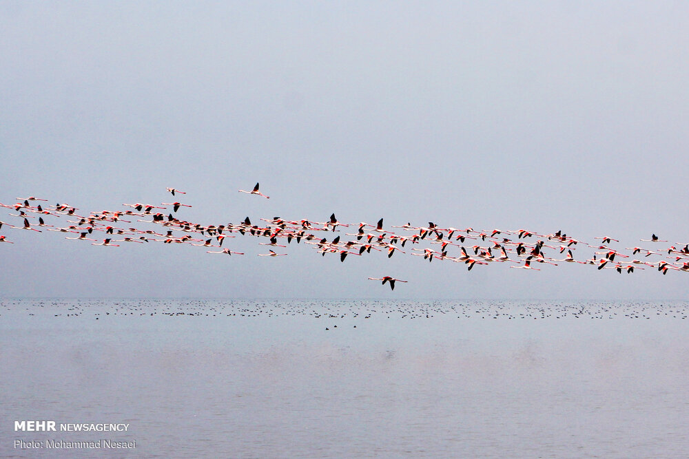 تلف شدن بیش از ۱۸ هزار بال پرنده مهاجر در تالاب میانکاله