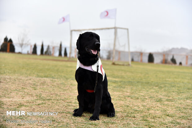 Red Crescent rescue dogs' drill in Isfahan
