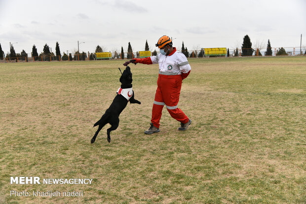 Red Crescent rescue dogs' drill in Isfahan
