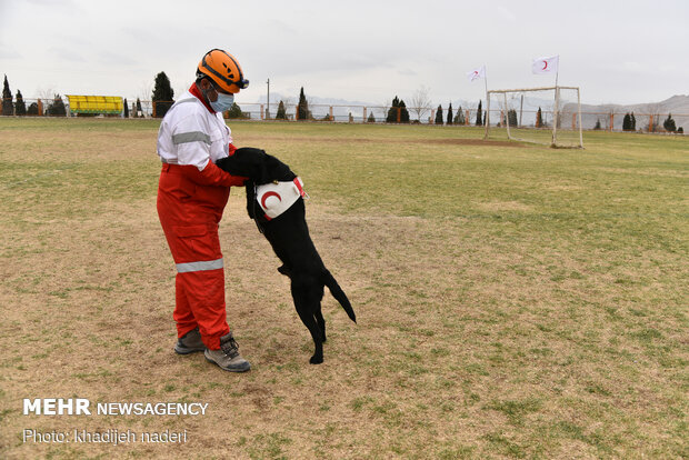 Red Crescent rescue dogs' drill in Isfahan
