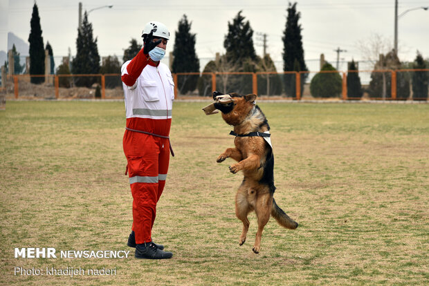 Red Crescent rescue dogs' drill in Isfahan
