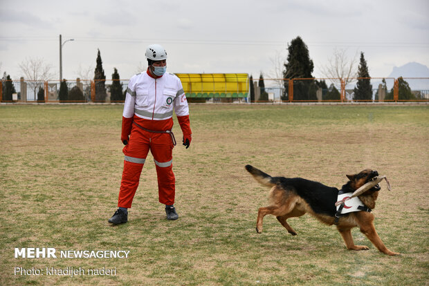 Red Crescent rescue dogs' drill in Isfahan
