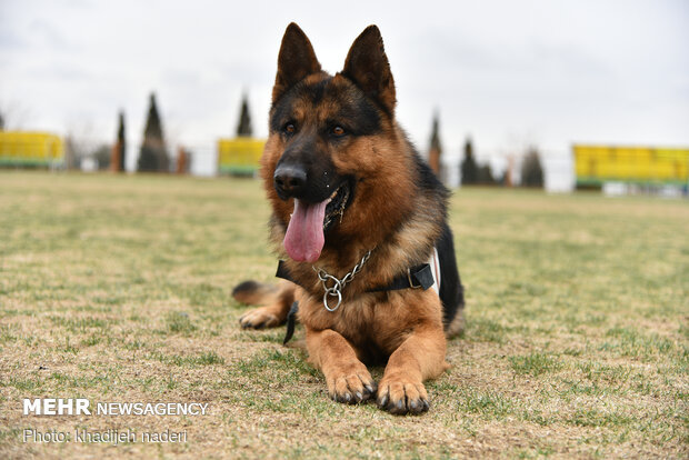 Red Crescent rescue dogs' drill in Isfahan
