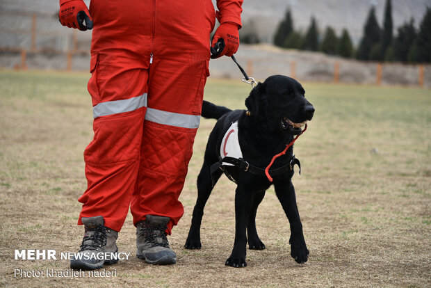 Red Crescent rescue dogs' drill in Isfahan
