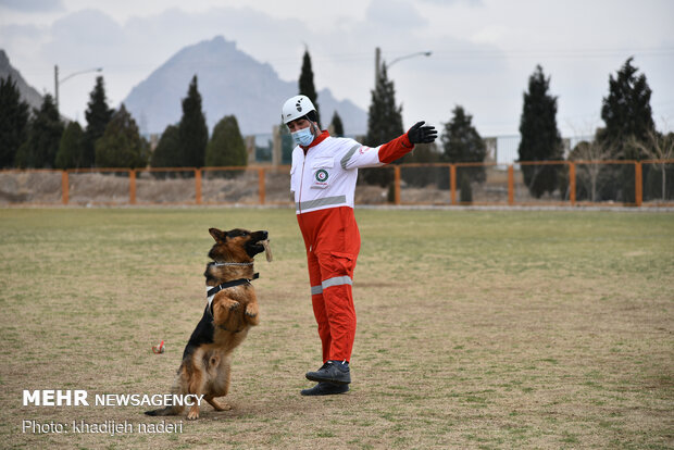 Red Crescent rescue dogs' drill in Isfahan
