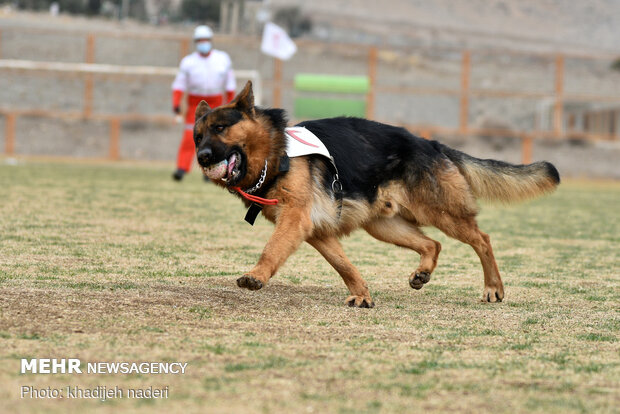 Red Crescent rescue dogs' drill in Isfahan
