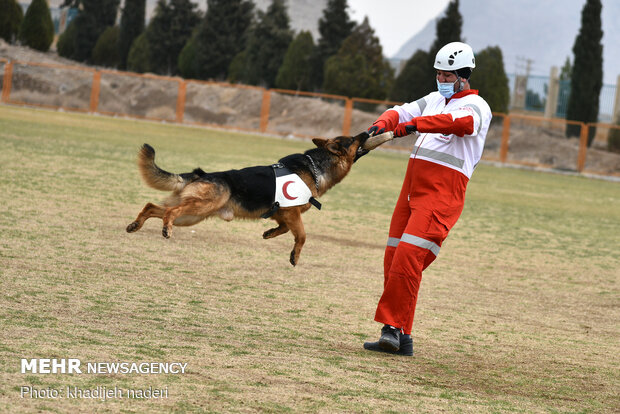 Red Crescent rescue dogs' drill in Isfahan
