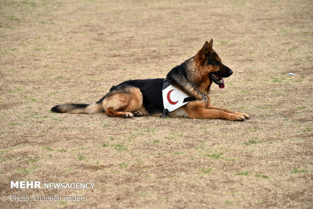 Red Crescent rescue dogs' drill in Isfahan
