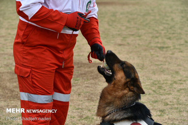 Red Crescent rescue dogs' drill in Isfahan
