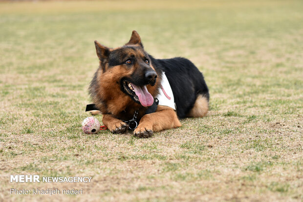 Red Crescent rescue dogs' drill in Isfahan
