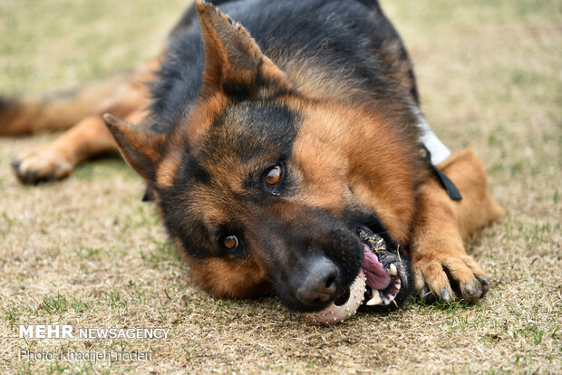 Red Crescent rescue dogs' drill in Isfahan
